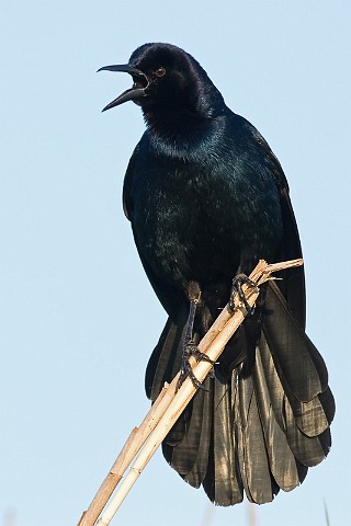 Bootschwanzgrackel Quiscalus major Boat-tailed Grackle